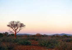Madikwe sunrise game drive