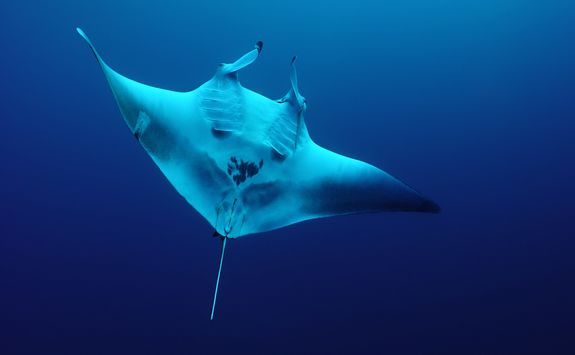 manta ray diving