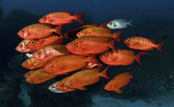 diving in Benguerra africa