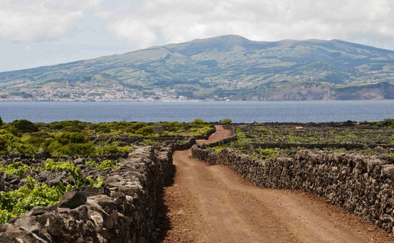 Vineyard on Pico Island