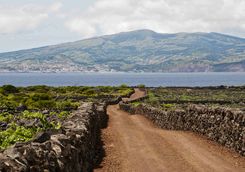 Vineyard on Pico Island