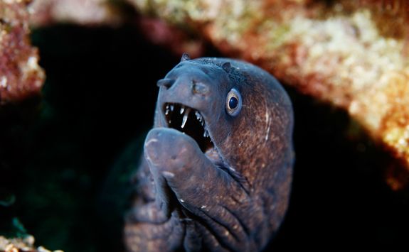 Moray eel