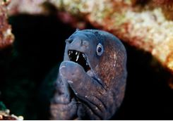 Moray eel