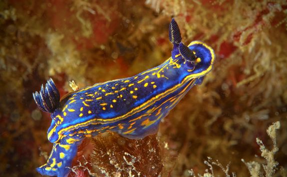 nudibranch macro diving  portugal