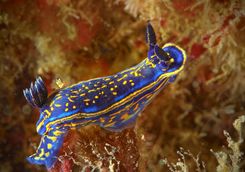 nudibranch macro diving  portugal