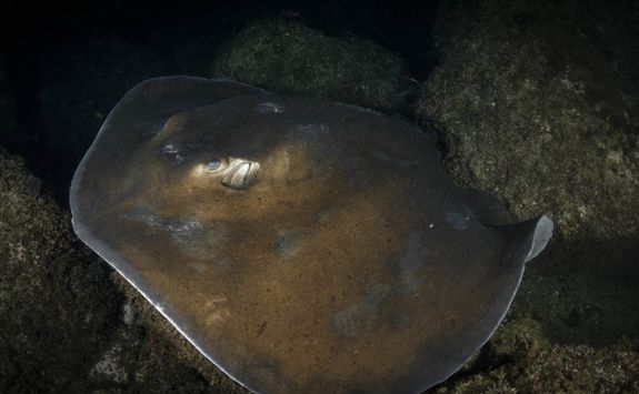 Round tail stingray