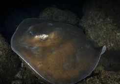 Round tail stingray