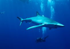 diving shark azores