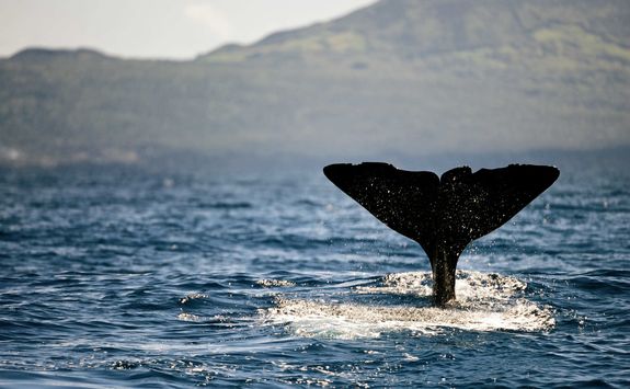 Whale watching azores