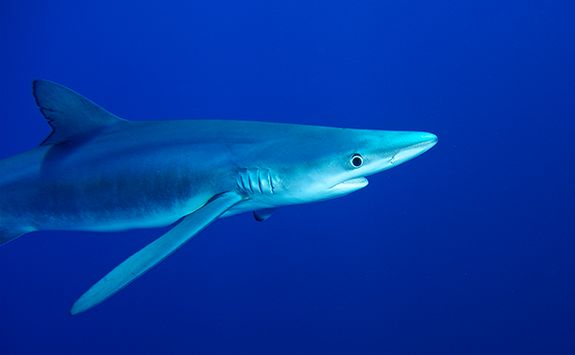 Blue shark in the Azores