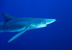 Blue shark in the Azores