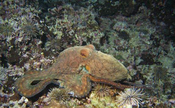 Octopus on reef