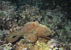 Octopus on reef