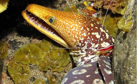 Fangtooth moray eel