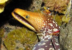 Fangtooth moray eel