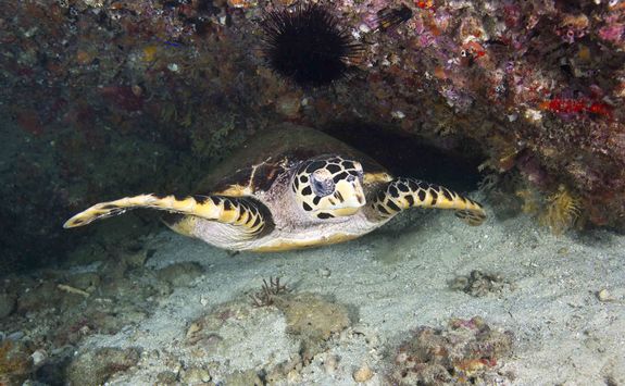 Hawksbill turtle
