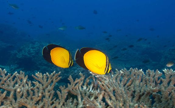 Butterfly fish swimming over coral