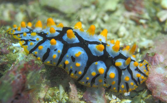 Nudibranch in the Daymaniyat Islands