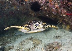 Hawksbill turtle