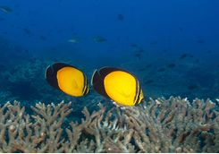 Butterfly fish swimming over coral