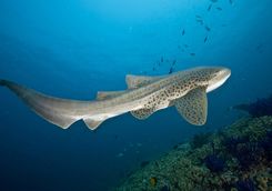 Leopard shark