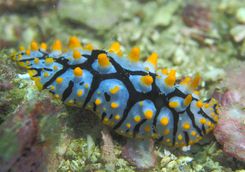 Nudibranch in the Daymaniyat Islands