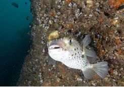 Big Eyed Porcupine Fish, Daymaniyat Islands