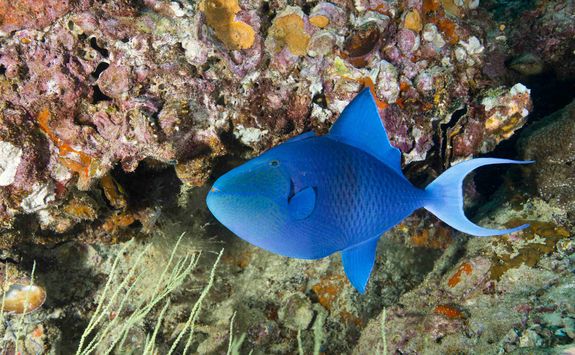 Single Red Toothed Triggerfish