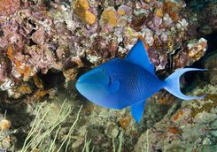 Single Red Toothed Triggerfish