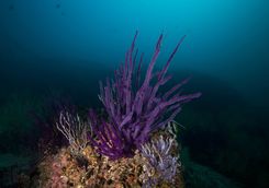 Purple soft corals