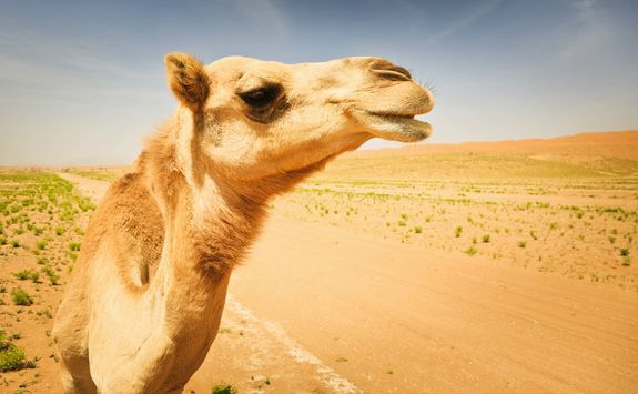 Camel in the desert