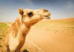 Camel in the desert