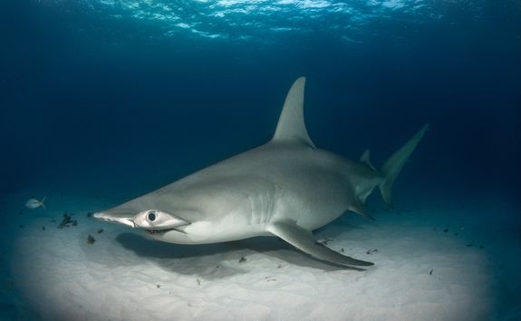 Hammerhead shark on the ocean floor