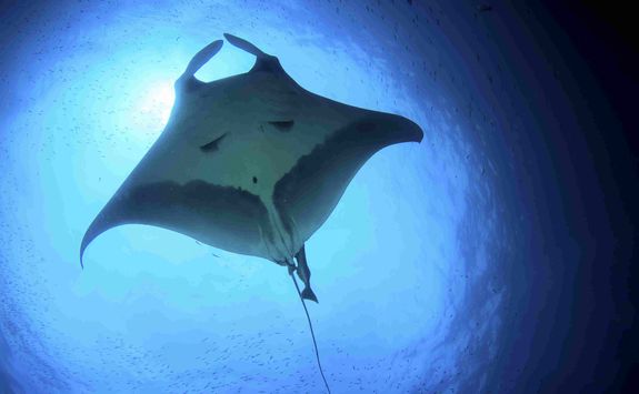 Manta ray