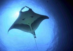 Manta ray