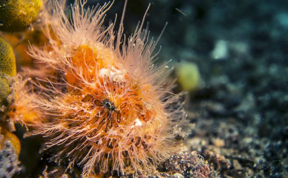 Hairy Frogfish