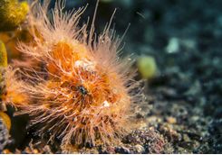 Hairy Frogfish