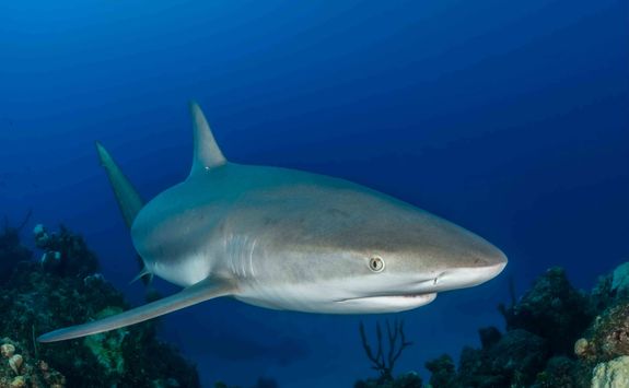 Grey Reef Shark in the Maldives