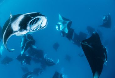 manta rays feeding Maldives