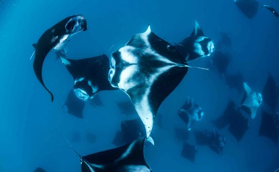 Fever of manta rays feeding in Hanifaru Bay