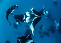 Fever of manta rays feeding in Hanifaru Bay