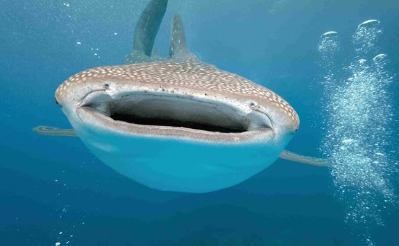 whale shark Hanifaru Bay