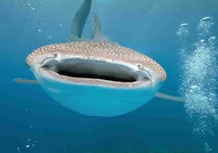 whale shark Hanifaru Bay