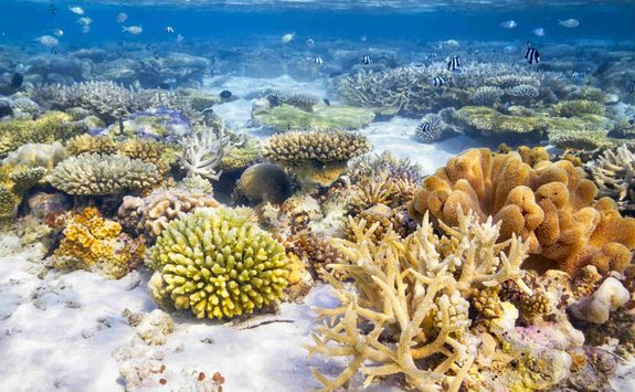 Coral reef in the Maldives