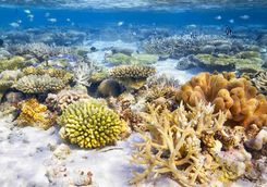 Coral reef in the Maldives