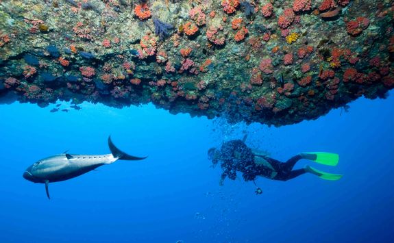 scuba diving in the Maldives