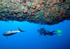 scuba diving in the Maldives