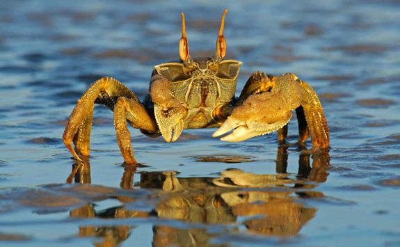 ghost crab