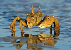 ghost crab