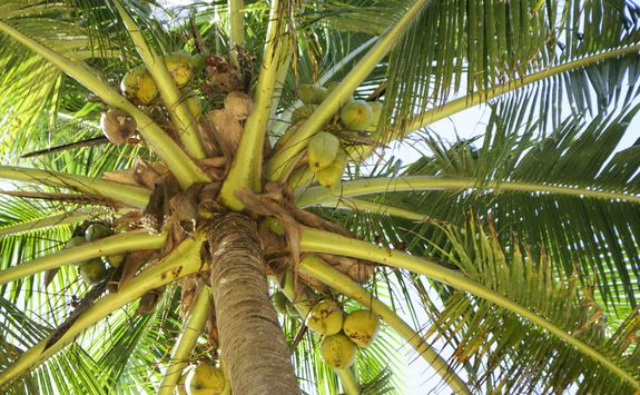 coconut palm trees